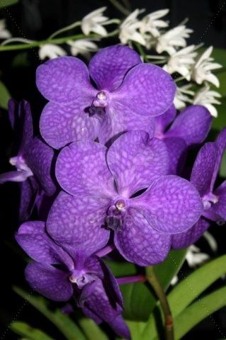 lila_orchidea.jpg